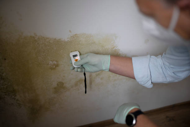 Best Insurance-Related Mold Remediation in Kinder, LA