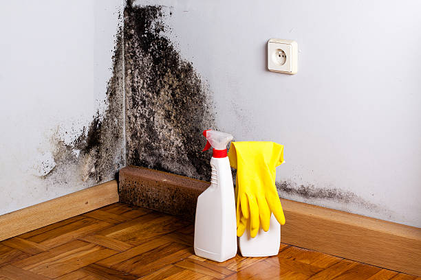 Best HVAC Mold Remediation in Kinder, LA