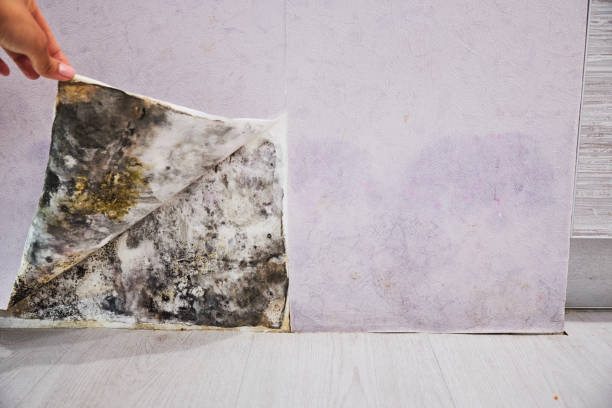 Best Basement Mold Remediation in Kinder, LA
